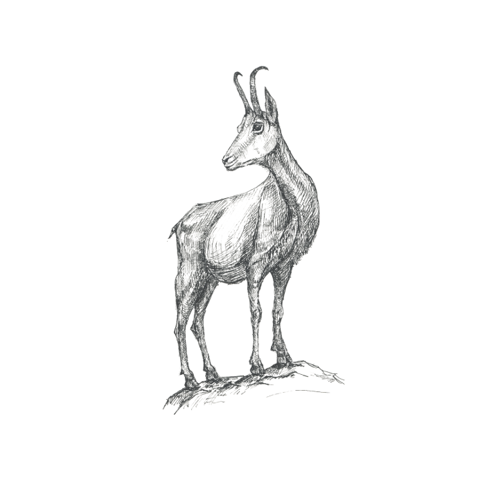 Eine Illustration der weißen Ötschergämse von Klara Naynar